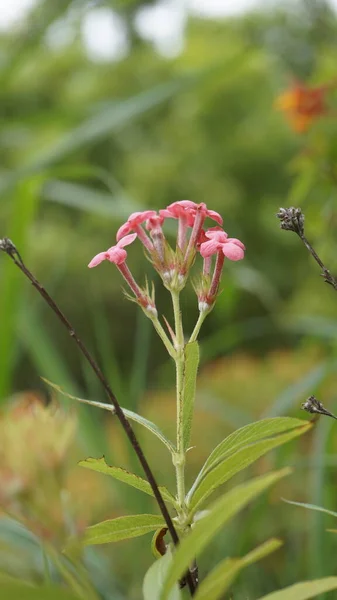 장미꽃의 꽃봉오리 Closeup Rose Flower Arachnothryx Leucophylla 파나마 장미로 도알려져 — 스톡 사진