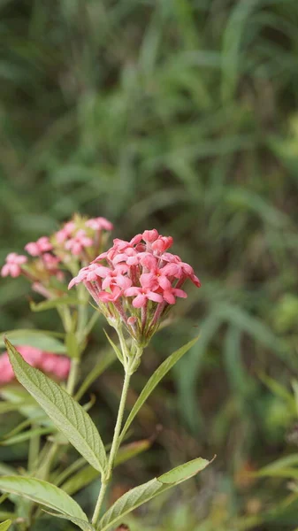 Primer Plano Flores Color Rosa Arachnothryx Leucophylla También Conocida Como — Foto de Stock