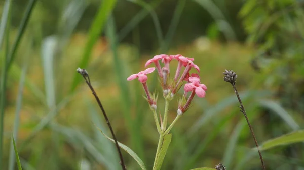 Araknothryx leucophylla 'nın gül rengi çiçeklerine yakın çekim. Panama Gülü olarak da bilinir. Güzel arkaplan resmi.