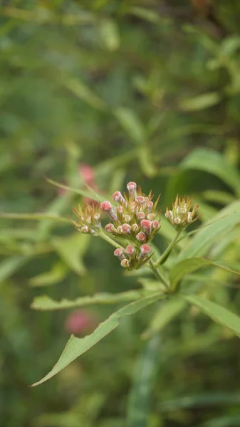 Lähikuva Ruusun Väri Kukkia Arachnothryx Leucophylla Tunnetaan Myös Nimellä Panama — kuvapankkivalokuva