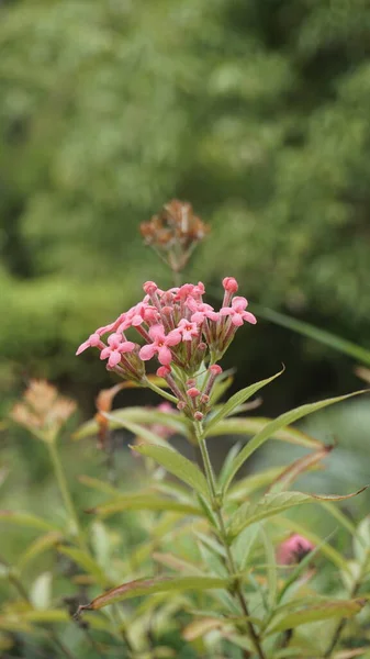 Primer Plano Flores Color Rosa Arachnothryx Leucophylla También Conocida Como — Foto de Stock