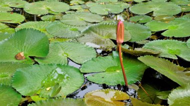 Nilüfer çiçeğinin güzel bitkisine yakın çekim. Nilüfer çiçeği olarak da bilinir. Gül rengi harika ev çimenliği havuzu dekoratif bitki.