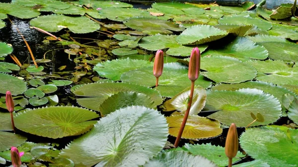 Detailní Záběr Krásné Rostliny Nymphaea Lotus Také Známý Jako Egyptské — Stock fotografie