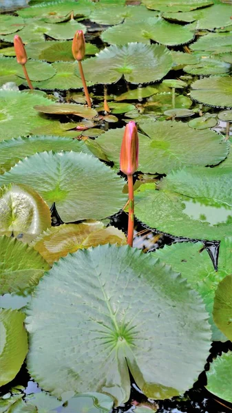 Close Van Prachtige Plant Van Nymphaea Lotus Ook Bekend Als — Stockfoto