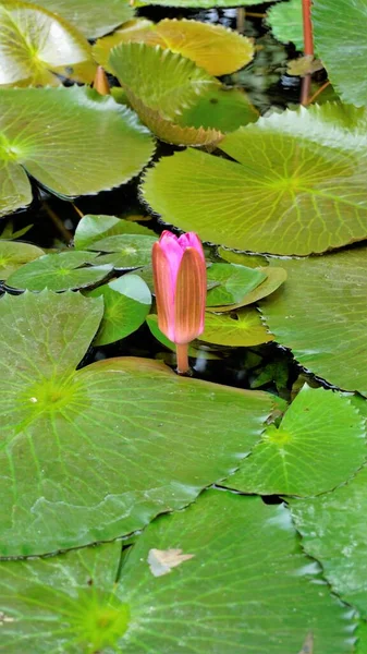 Closeup Bela Planta Nymphaea Lotus Também Conhecido Como Lírio Água — Fotografia de Stock