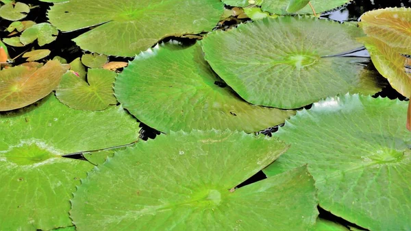 Närbild Vacker Växt Nymphaea Lotus Även Känd Som Egyptisk Lotus — Stockfoto