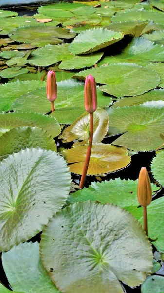 Detailní Záběr Krásné Rostliny Nymphaea Lotus Také Známý Jako Egyptské — Stock fotografie