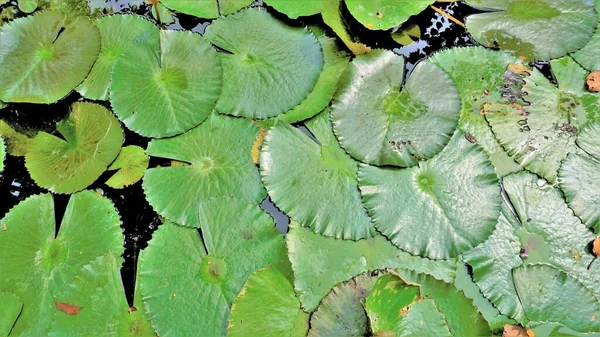 Close Van Prachtige Plant Van Nymphaea Lotus Ook Bekend Als — Stockfoto