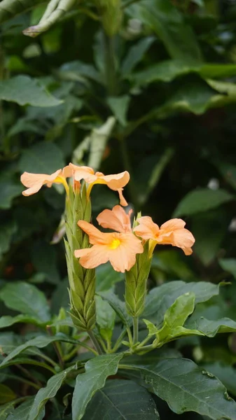 Crossandra infundibuliformis also known as Firecracker flower is species of flowering plant in the family Acanthaceae. In South India, favourite flowers of ladies to put in their hair.