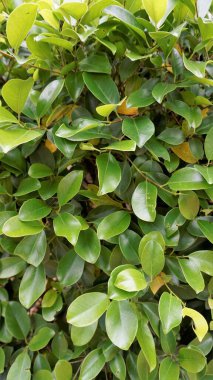 Closeup of ficus leaves. Bright green fence decorative tree leaves of garden or park. Background natural shiny Texture.