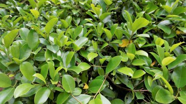 Closeup of ficus leaves. Bright green fence decorative tree leaves of garden or park. Background natural shiny Texture.