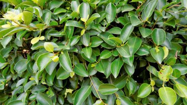 Closeup of ficus leaves. Bright green fence decorative tree leaves of garden or park. Background natural shiny Texture.