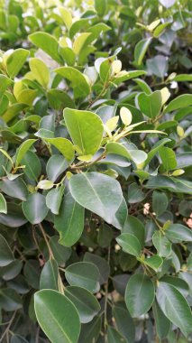 Closeup of ficus leaves. Bright green fence decorative tree leaves of garden or park. Background natural shiny Texture.