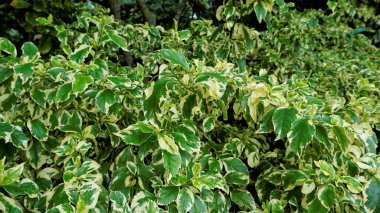 Closeup of decorative yellow green Euonymus fortune plant. Known as spindle, Fortune spindle, winter creeper or wintercreeper.