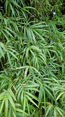 Bamboo forest plant bush growing in wild, lush green bamboo leaves. Natural wallpaper background texture.