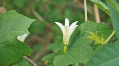 Beautiful white flowers of Coccinia grandis also known as ivy, little or scarlet gourd, rashmato etc. It is an edible vegetable in Indian states.