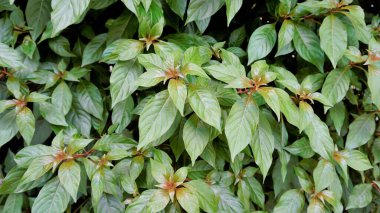 Closeup of fresh lush leaves of Hamelia patens also known as Fire bush, Redhead, Scarletbush, Scarlet Bush etc