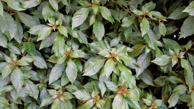 Closeup of fresh lush leaves of Hamelia patens also known as Fire bush, Redhead, Scarletbush, Scarlet Bush etc