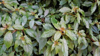 Closeup of fresh lush leaves of Hamelia patens also known as Fire bush, Redhead, Scarletbush, Scarlet Bush etc