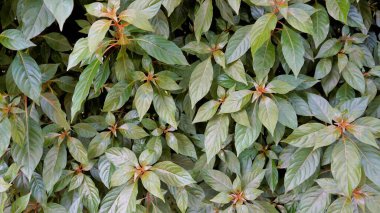 Closeup of fresh lush leaves of Hamelia patens also known as Fire bush, Redhead, Scarletbush, Scarlet Bush etc