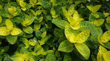 Closeup of fresh green lush leaves of Pseuderanthemum carruthersii known as Carruthers falseface. Decorative garden plant. Background wallpaper.
