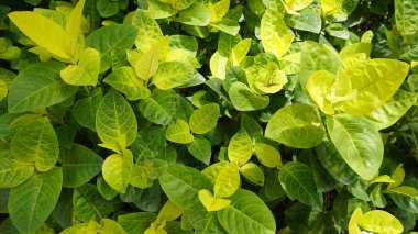 Closeup of fresh green lush leaves of Pseuderanthemum carruthersii known as Carruthers falseface. Decorative garden plant. Background wallpaper.