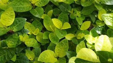 Closeup of fresh green lush leaves of Pseuderanthemum carruthersii known as Carruthers falseface. Decorative garden plant. Background wallpaper.