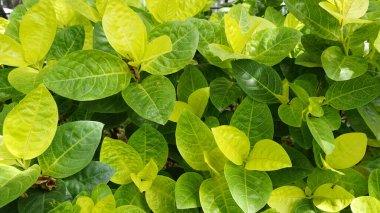 Closeup of fresh green lush leaves of Pseuderanthemum carruthersii known as Carruthers falseface. Decorative garden plant. Background wallpaper.