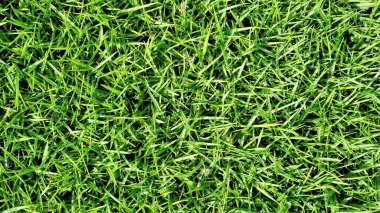 Cynodon Dactylon olarak da bilinir, Bermuda, yengeç, köpek dişi, etan, durva, dhoob bahama, kanepe, Hint doab, rogampul, grama, tel çim, scutch grass