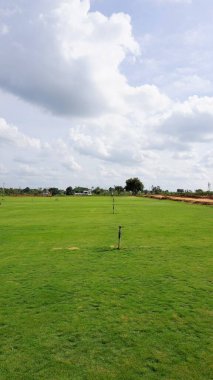 Tamamen büyümüş çimenler ekime hazır. Bangalore 'un eteklerinde tarım. Bermuda olarak da bilinen Cynodon Dactylon 'un yemyeşil otları, yengeç vs.