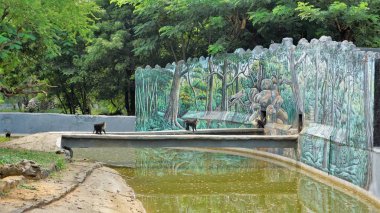 Lion tailed macaque or Macaca silenus also known as the wanderoo. Beautiful pair sitting in their natural surrounding at Vandalur zoo, Chennai.