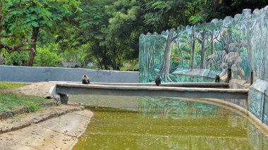 Lion tailed macaque or Macaca silenus also known as the wanderoo. Beautiful pair sitting in their natural surrounding at Vandalur zoo, Chennai.