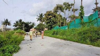 Benagluru,Karnataka,India-September 19 2022: Two farmer couple with their herd of sheeps and cows in outskirsts of Bengaluru city. Humble and peaceful