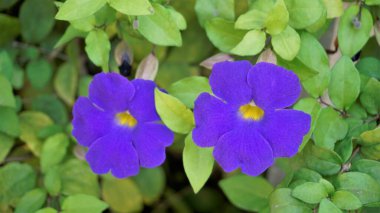 Thunbergia 'nın güzel çiçeklerinin yakın plan manzarası. Çalı saat, Krallar mantosu, Mor çan vesaire olarak da bilinir.