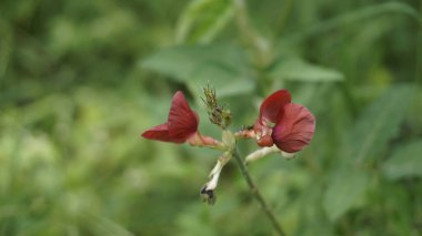 Closeup of flowers of Macroptilium lathyroides also known as Phasey bean, Wild bush bean etc