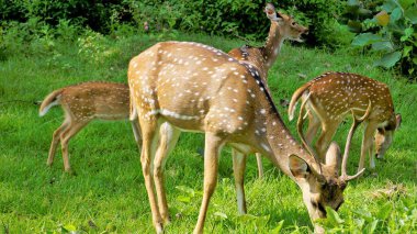 Wild Spotted deers or axis deers herd in the Bandipur mudumalai Ooty Road, India. Beautiful eye catching beauty while driving with Family.
