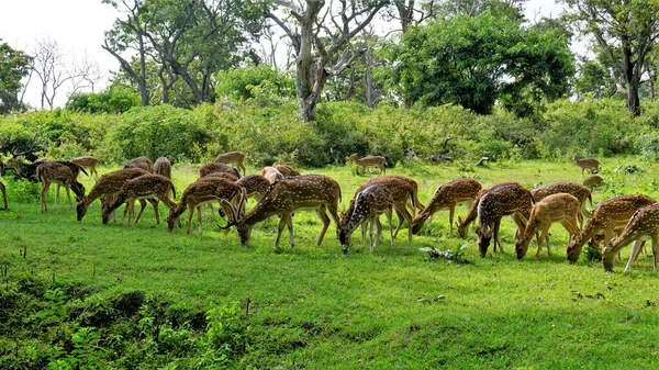 stock image Large group of Wild Spotted deers or axis deers herd grazing in the Bandipur mudumalai Ooty Road, India. Beauty in their natural habitat