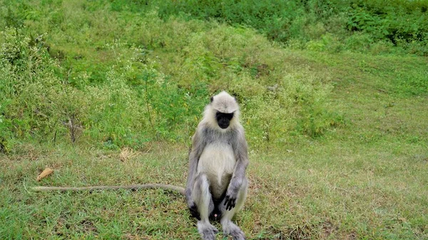 Самець Сірого Кольору Якого Також Називають Анумськими Мавпами Або Семнопітек — стокове фото