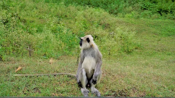 Lone Male Gray Langurs Juga Disebut Hanuman Monyet Atau Semnopithecus — Stok Foto