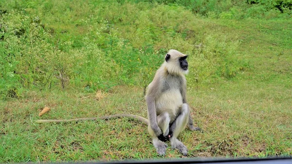 Langures Grises Macho Solitario También Llamados Monos Hanuman Semnopithecus Sentados — Foto de Stock