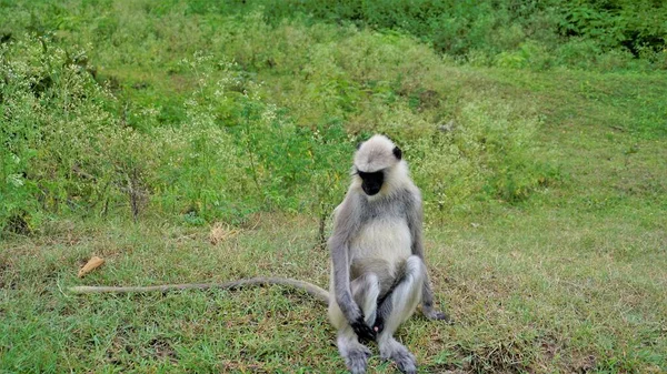Langures Grises Macho Solitario También Llamados Monos Hanuman Semnopithecus Sentados — Foto de Stock