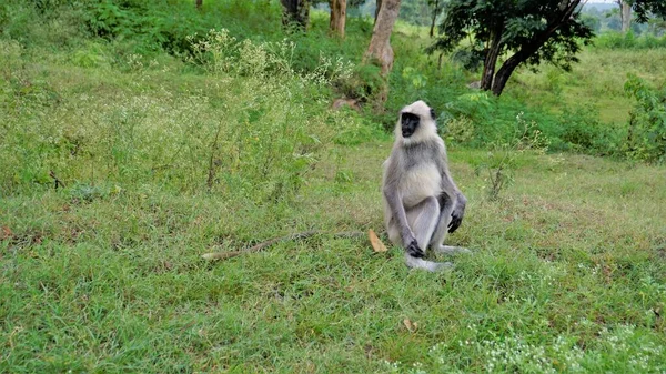Einsame Männliche Graulangure Auch Hanuman Affen Oder Semnopithecus Genannt Sitzen — Stockfoto