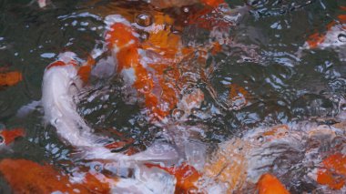 Havuzda yüzen bir grup Koi balığının oluşturduğu renkli su deseni. Süslü sazan balığı üst görünümü soyut görüntü