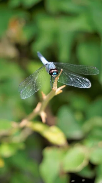 Closeup Photo Blue Dragonfly Sitting Stick Sighted Bangalore Lakeside — Stock Photo, Image