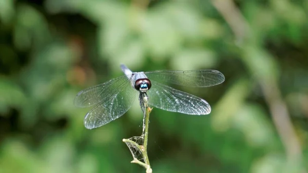 Фотографія Blue Dragonfly Сидить Палиці Бангалор Лейкесіді — стокове фото