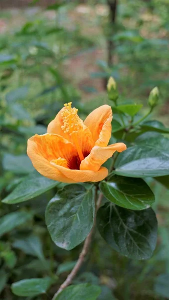 Primer Plano Hermoso Color Naranja Hibiscus Boryanus Flor — Foto de Stock