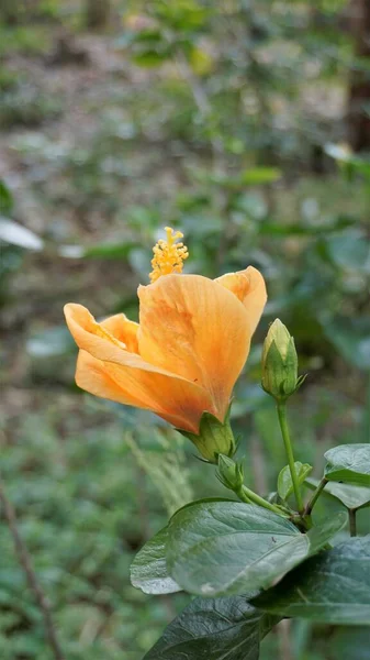 美丽的橙红色芙蓉花的遮掩 — 图库照片