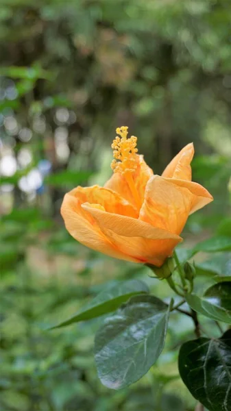 Detailní Záběr Krásné Oranžové Barvy Ibišku Boryanus Květ — Stock fotografie