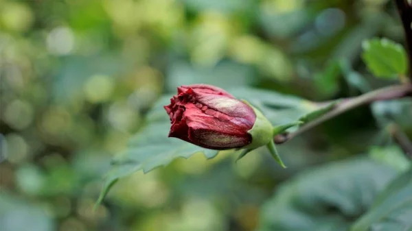 Närbild Röd Knopp Hibiscus Rosa Sinensis Blomknoppar Även Känd Som — Stockfoto