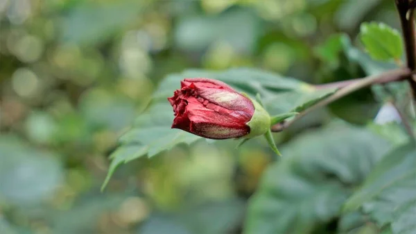Κοντινό Κόκκινο Μπουμπούκι Του Hibiscus Rosa Sinensis Μπουμπούκια Λουλουδιών Επίσης — Φωτογραφία Αρχείου